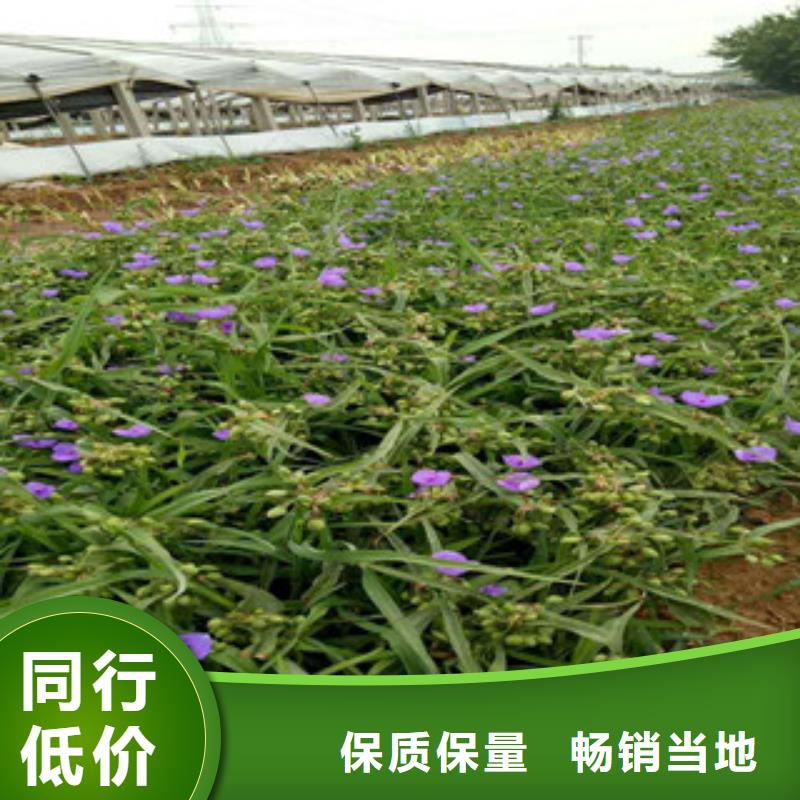 时令草花,宿根花卉基地品质优选
