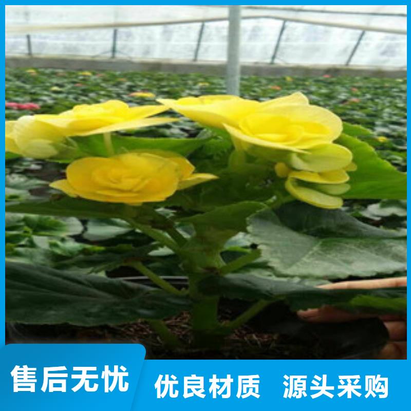 时令草花鲁冰花/粉黛乱子草好品质选我们