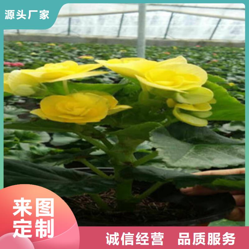 时令草花水生植物/荷花睡莲实力商家供货稳定