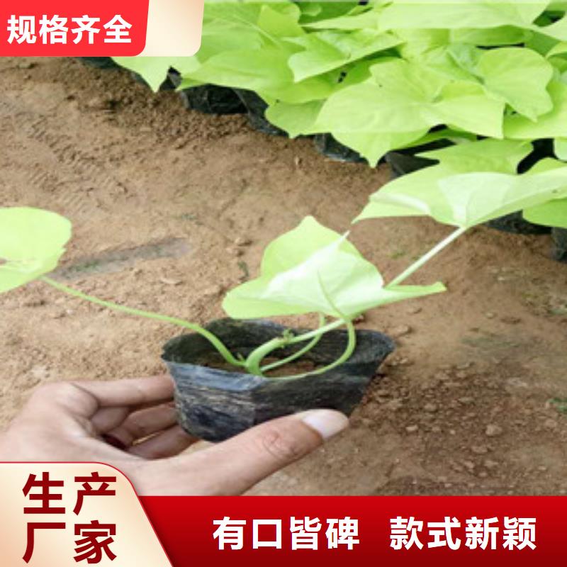 时令草花鲁冰花/粉黛乱子草好品质选我们