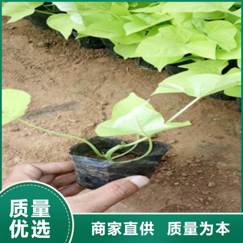 时令草花柳叶马鞭草/薰衣草好品质经得住考验