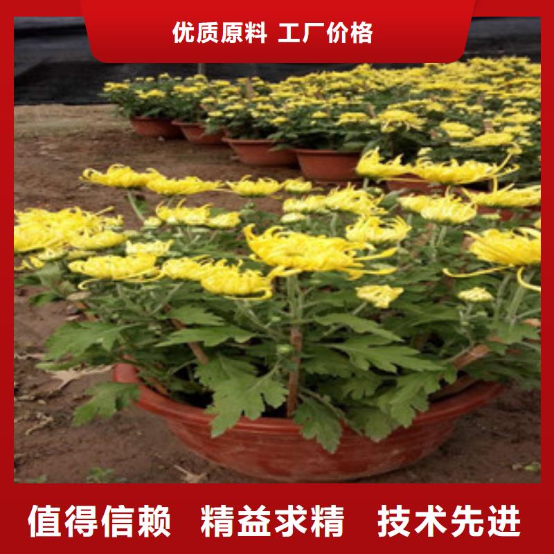 时令草花水生植物/荷花睡莲专业品质