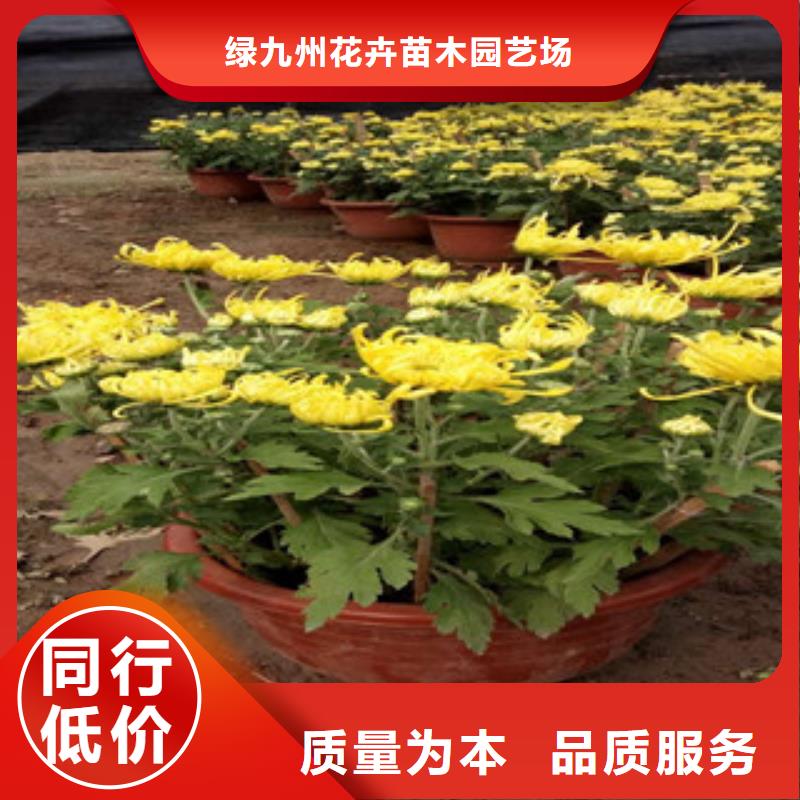 时令草花耐寒耐旱草花基地让客户买的放心