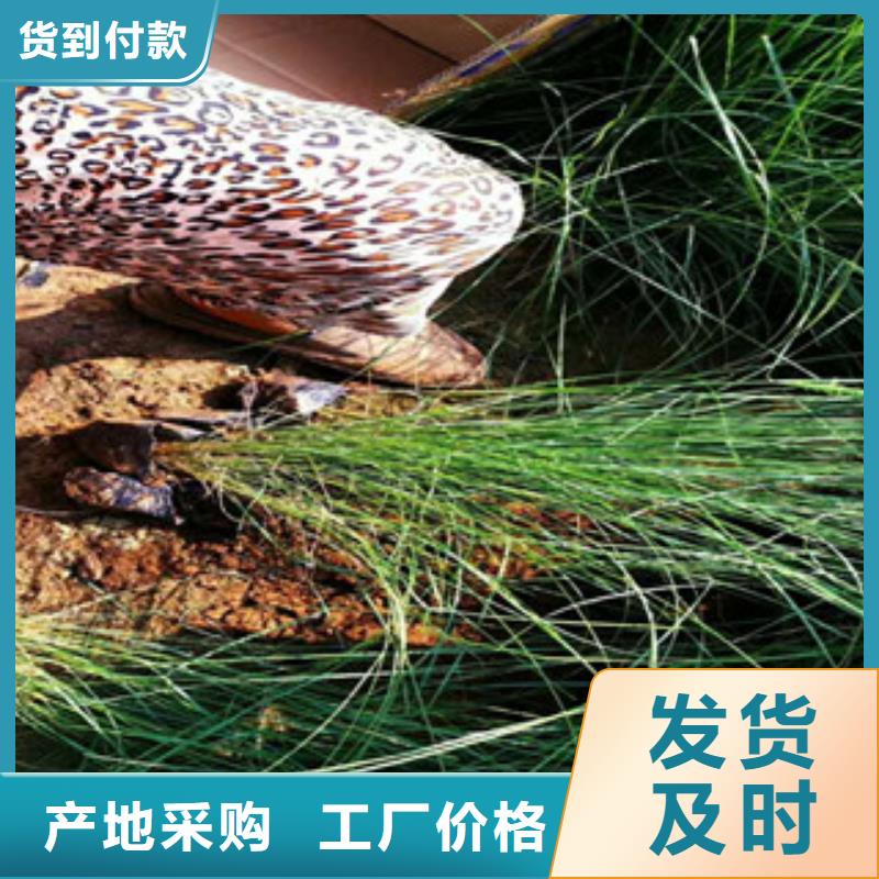 时令草花柳叶马鞭草/薰衣草好货采购