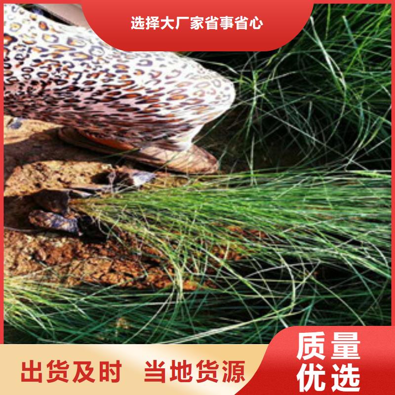 时令草花,柳叶马鞭草/薰衣草实力优品