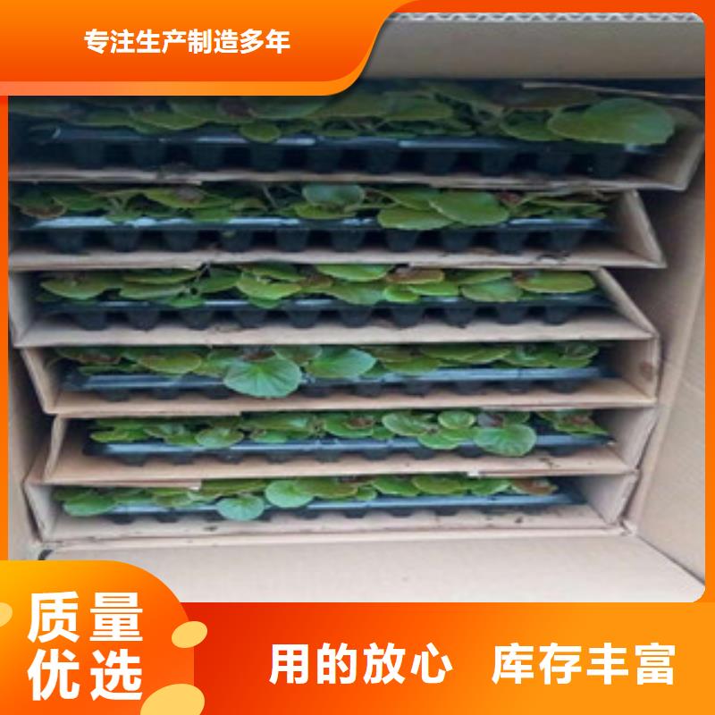 时令草花水生植物/荷花睡莲专业品质