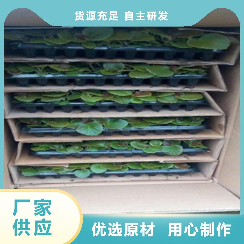 时令草花,宿根花卉基地品质优选