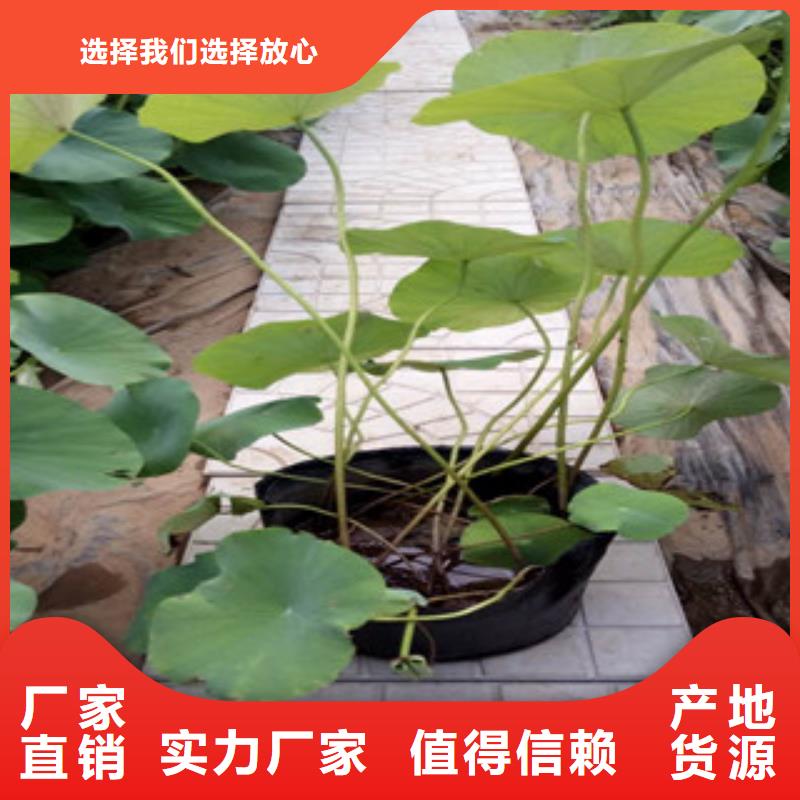 时令草花耐寒耐旱草花基地让客户买的放心