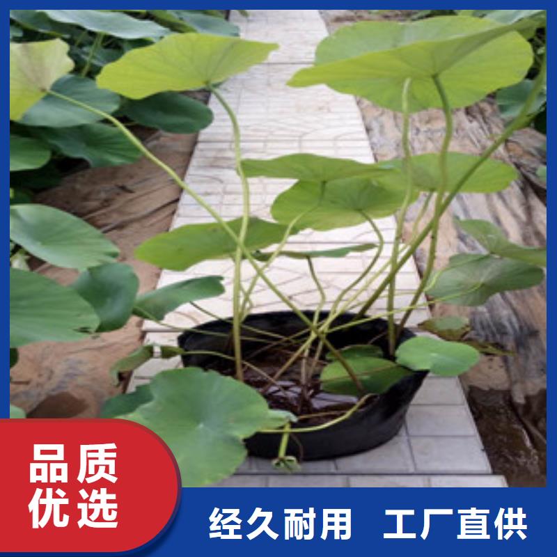 时令草花花海景观工程多种规格库存充足