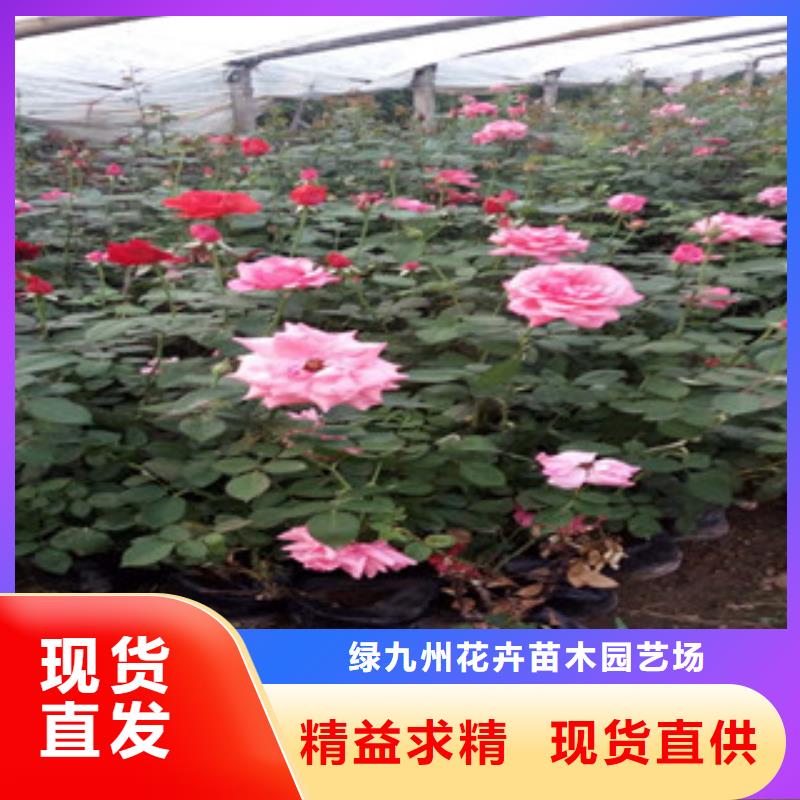 时令草花鲁冰花/粉黛乱子草好品质选我们