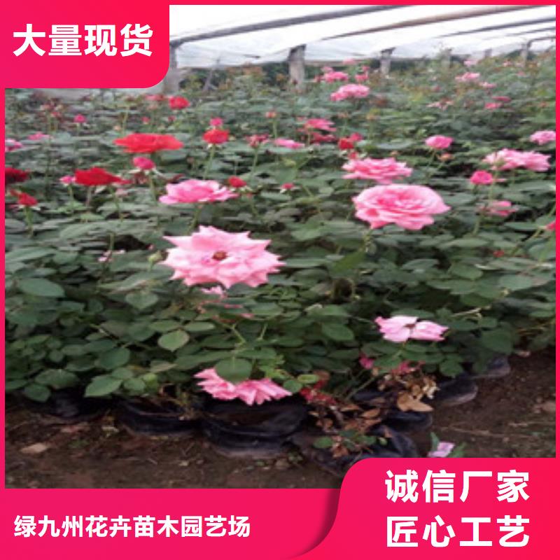 时令草花_时令花卉/绿化草花价格专注产品质量与服务