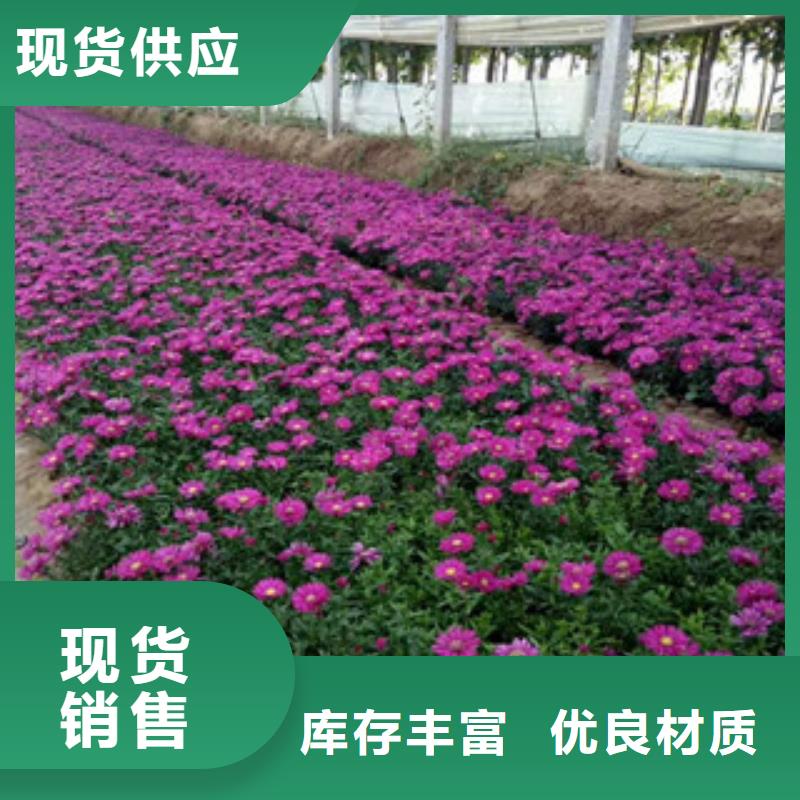 时令草花水生植物/荷花睡莲专业品质