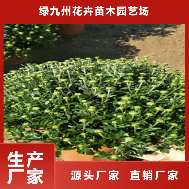 时令草花耐寒耐旱草花基地让客户买的放心