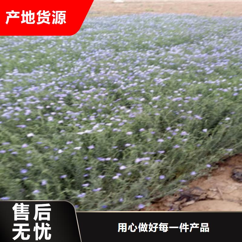 【宿根花卉】花海景观工程定制批发