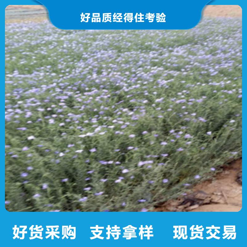 宿根花卉_观赏草/蒲苇狼尾草好货有保障