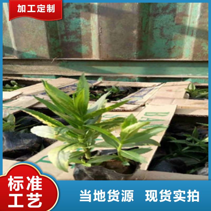 宿根花卉耐寒耐旱草花基地敢与同行比质量