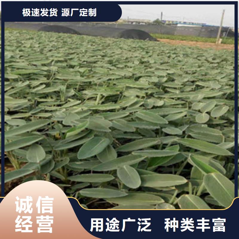 【宿根花卉耐寒耐旱草花基地工程施工案例】