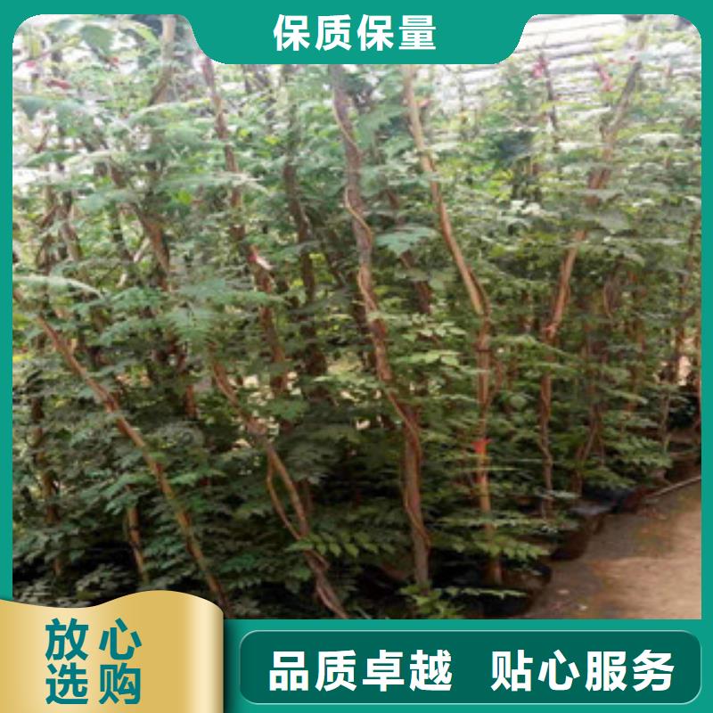 宿根花卉水生植物/荷花睡莲一站式采购商家