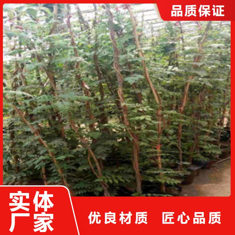 宿根花卉水生植物/荷花睡莲优质工艺