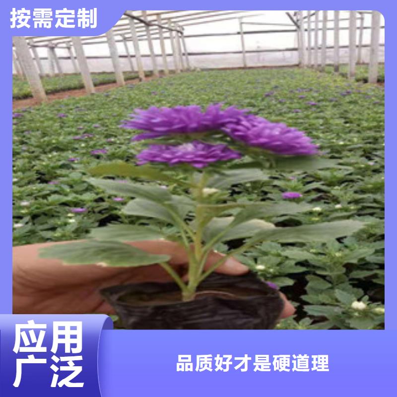 【宿根花卉,宿根花卉基地品质值得信赖】
