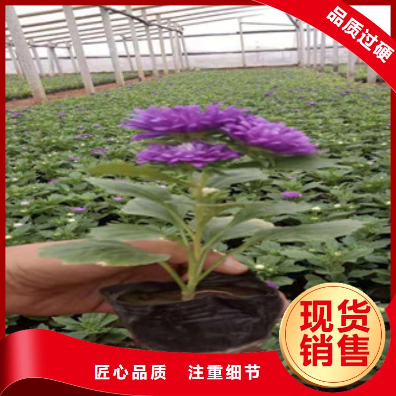 【宿根花卉耐寒耐旱草花基地工程施工案例】