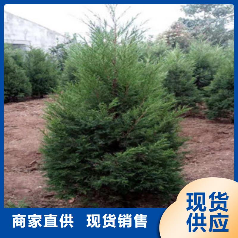 宿根花卉耐寒耐旱草花基地实力见证