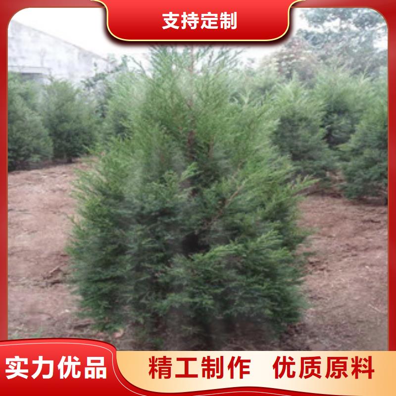 宿根花卉水生植物/荷花睡莲优质工艺