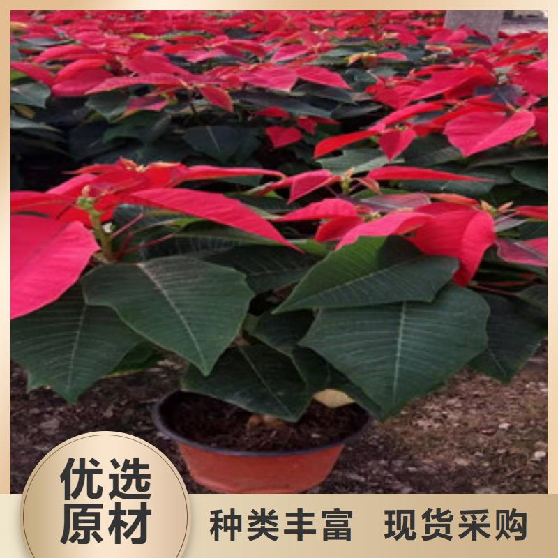 宿根花卉花海景观工程好产品不怕比