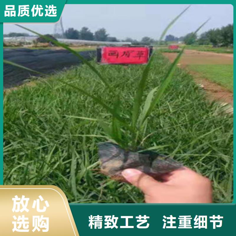 宿根花卉观赏草/蒲苇狼尾草质量优价格低