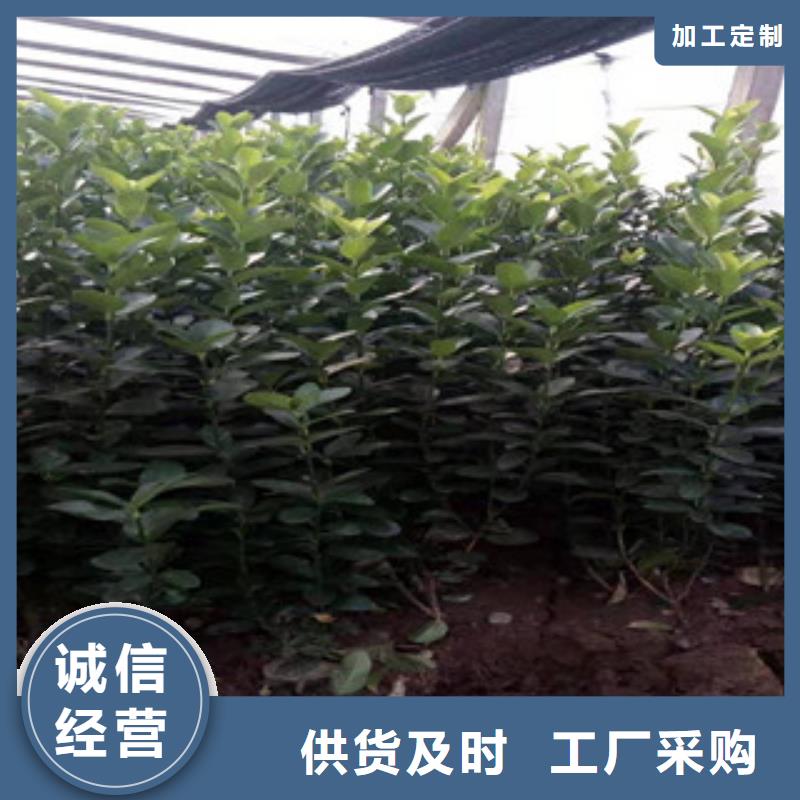宿根花卉耐寒耐旱草花基地优质材料厂家直销