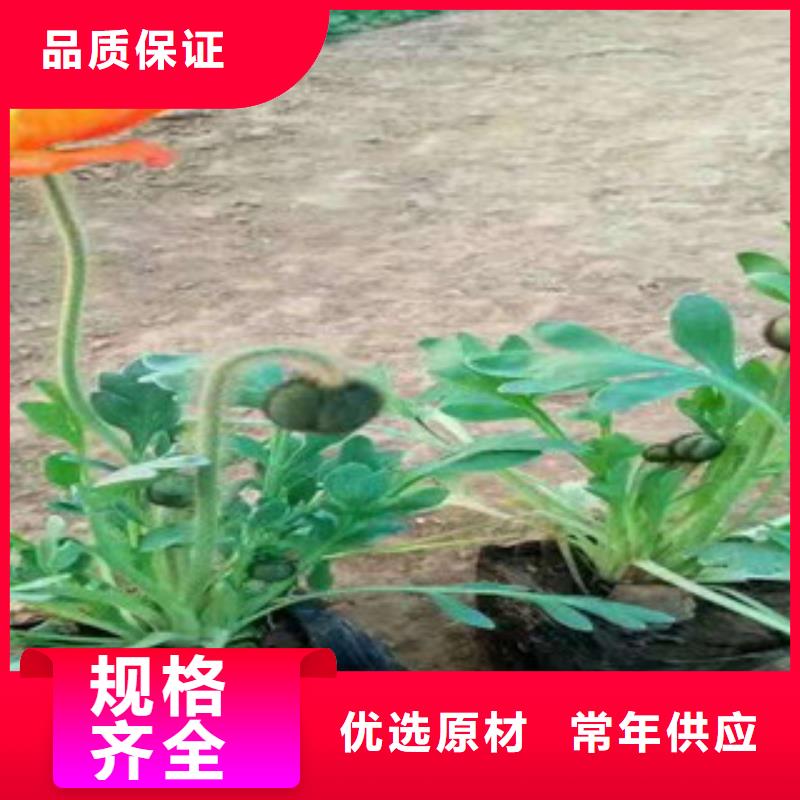 宿根花卉耐寒耐旱草花基地优质材料厂家直销