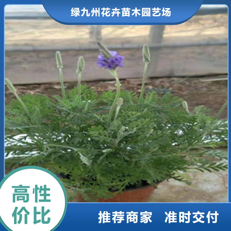 【宿根花卉耐寒耐旱草花基地工程施工案例】