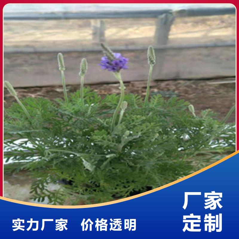 宿根花卉时令花卉/绿化草花价格一对一为您服务