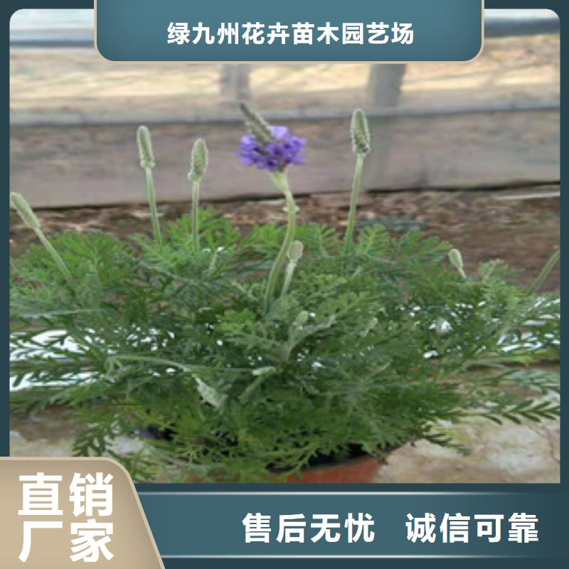 宿根花卉观赏草/蒲苇狼尾草一站式厂家