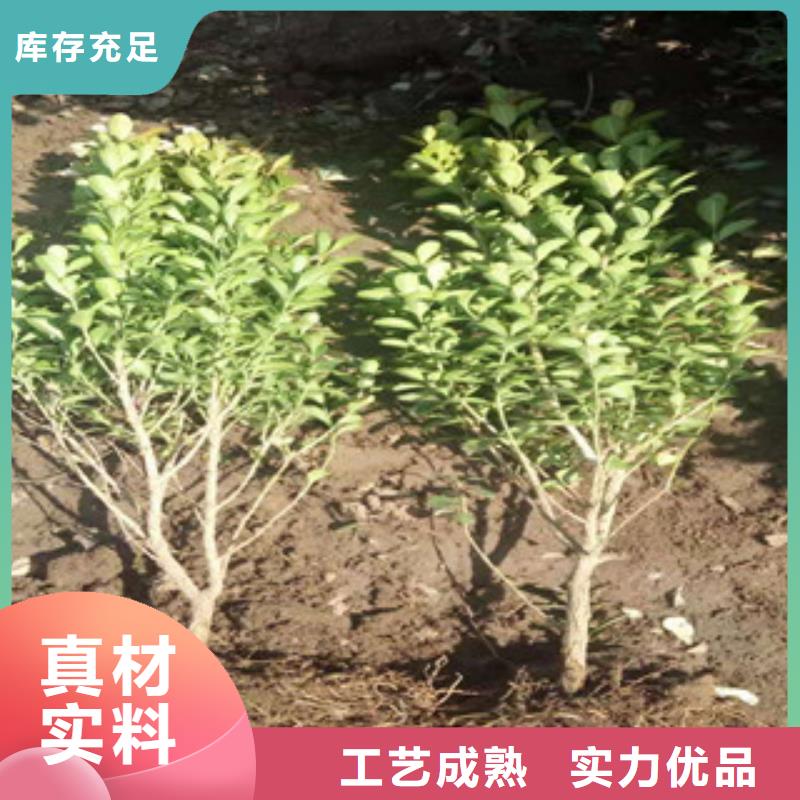 宿根花卉水生植物/荷花睡莲优质工艺