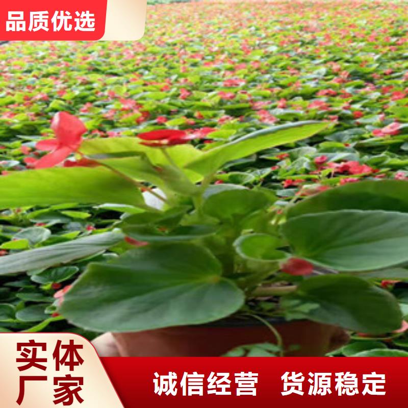 宿根花卉鲁冰花/粉黛乱子草厂家新品