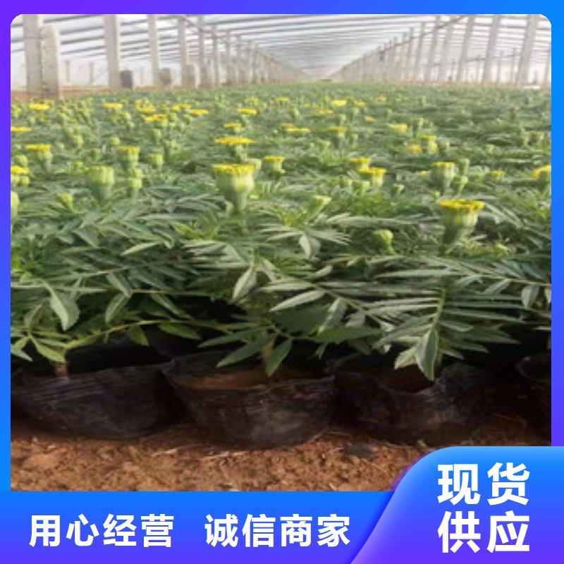 宿根花卉观赏草/蒲苇狼尾草一站式厂家