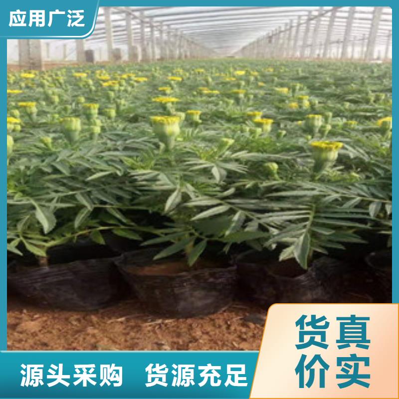 宿根花卉水生植物/荷花睡莲优质工艺