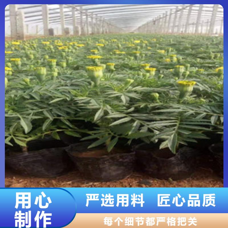 【宿根花卉,宿根花卉基地品质值得信赖】