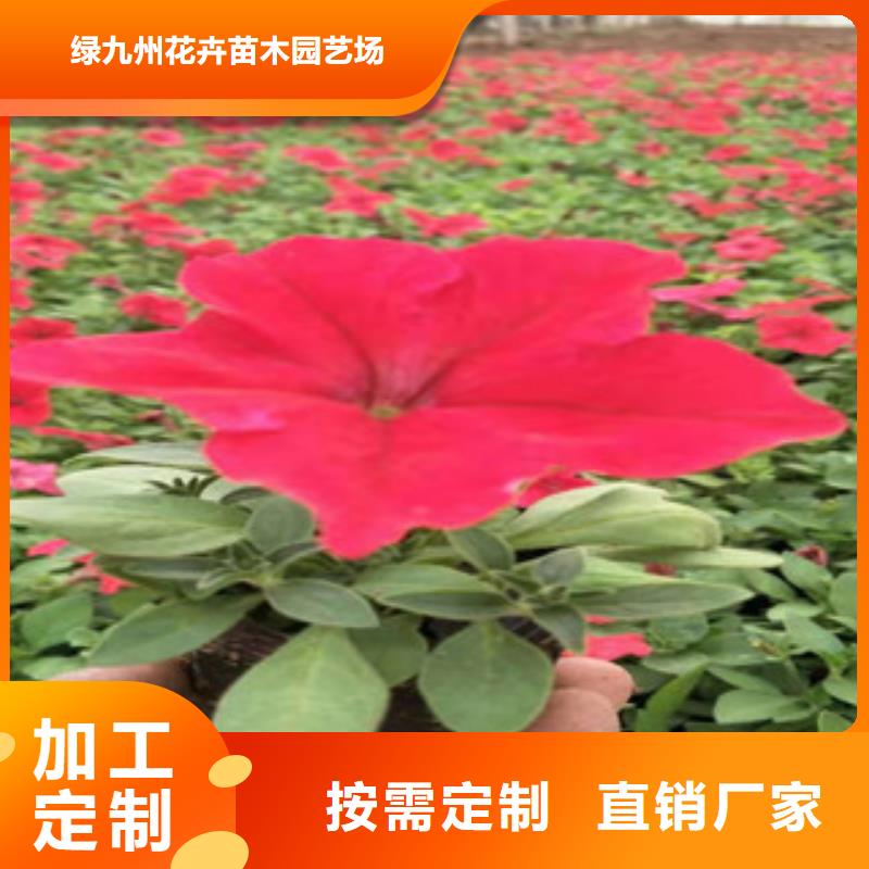 【宿根花卉】花海景观工程定制批发
