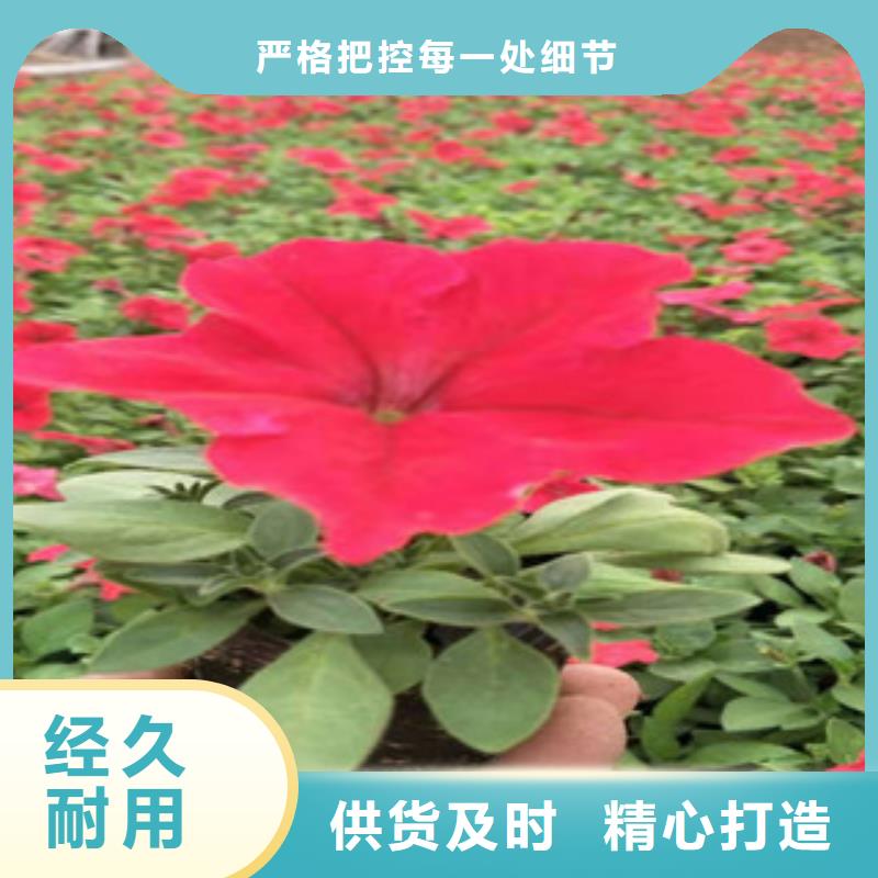 宿根花卉时令花卉/绿化草花价格一对一为您服务