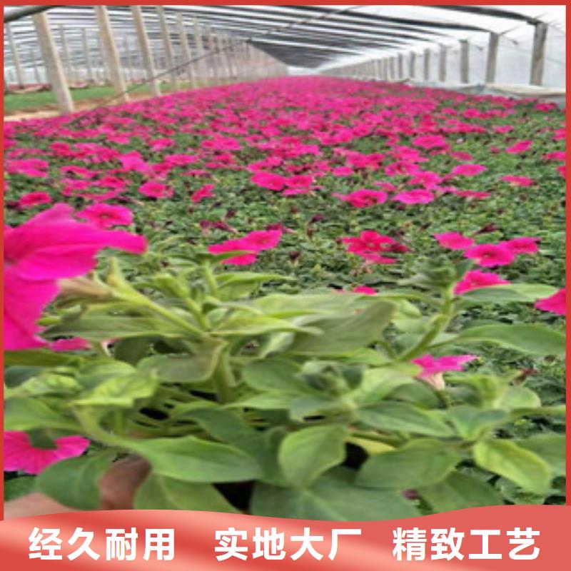 【宿根花卉耐寒耐旱草花基地工程施工案例】