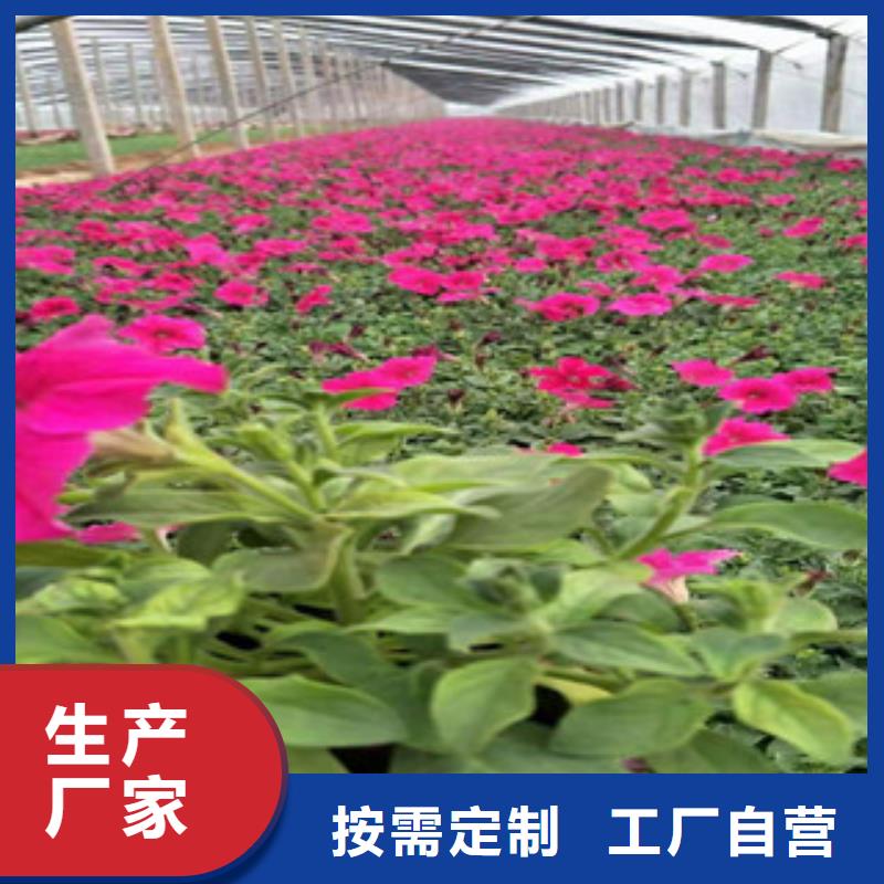 宿根花卉耐寒耐旱草花基地敢与同行比质量