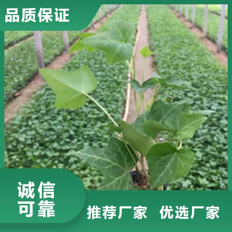宿根花卉耐寒耐旱草花基地实力见证