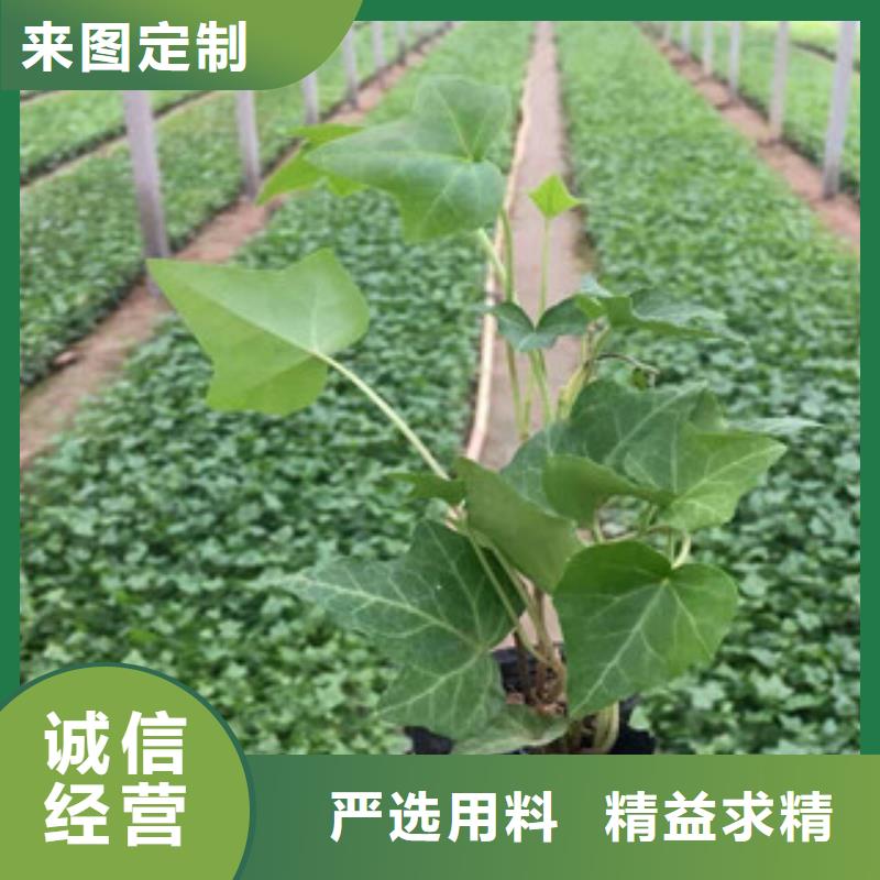 宿根花卉【宿根花卉基地】源头厂家量大价优