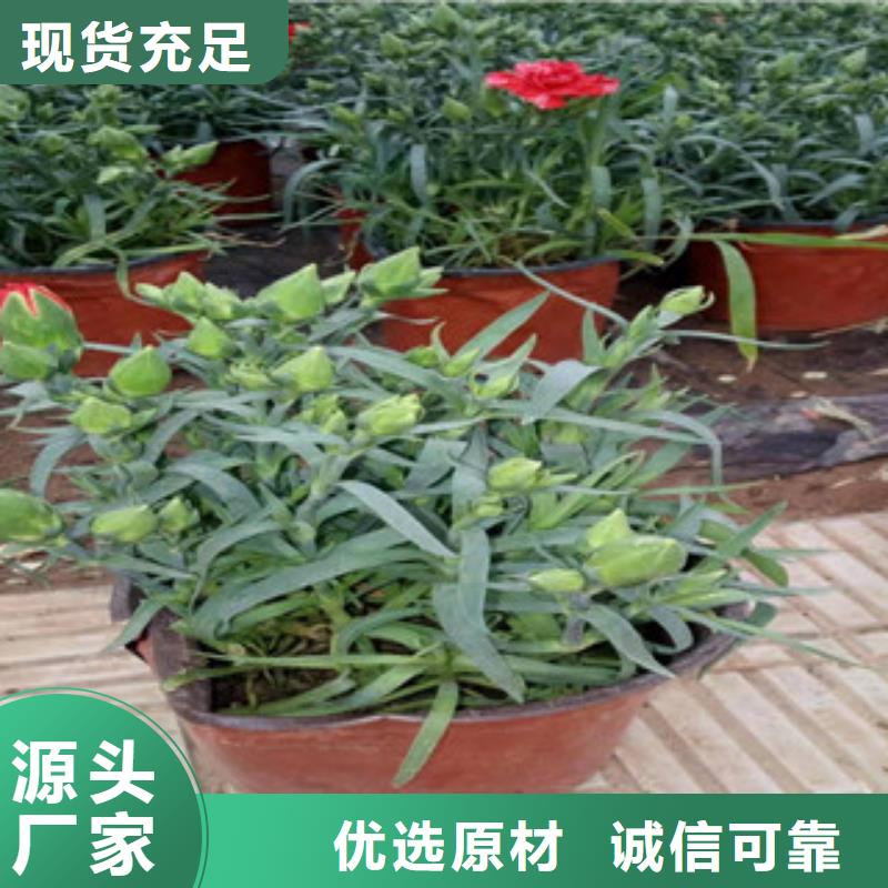 宿根花卉耐寒耐旱草花基地敢与同行比质量