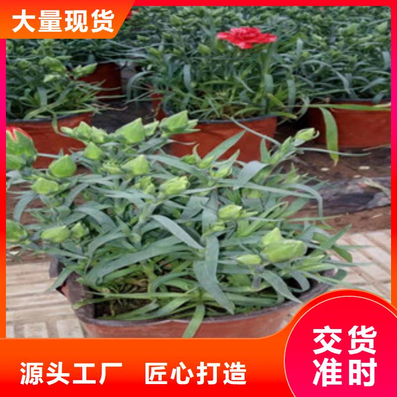 宿根花卉水生植物/荷花睡莲优质工艺