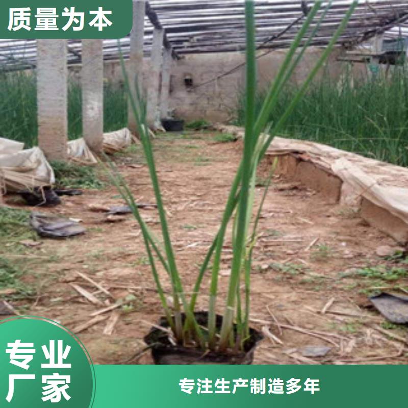 宿根花卉,五一国庆草花批发实力公司