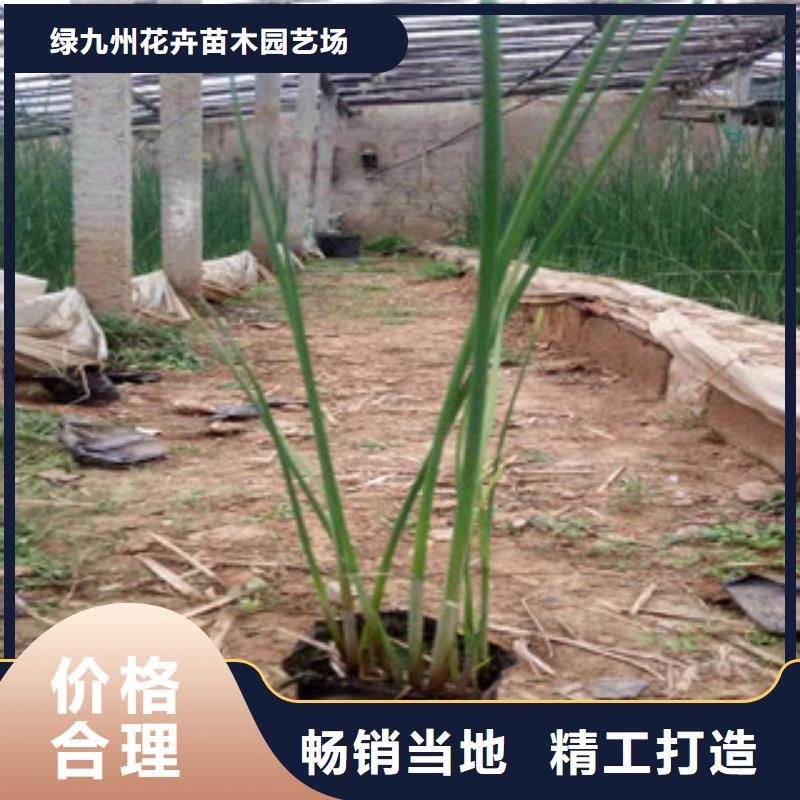 宿根花卉耐寒耐旱草花基地敢与同行比质量