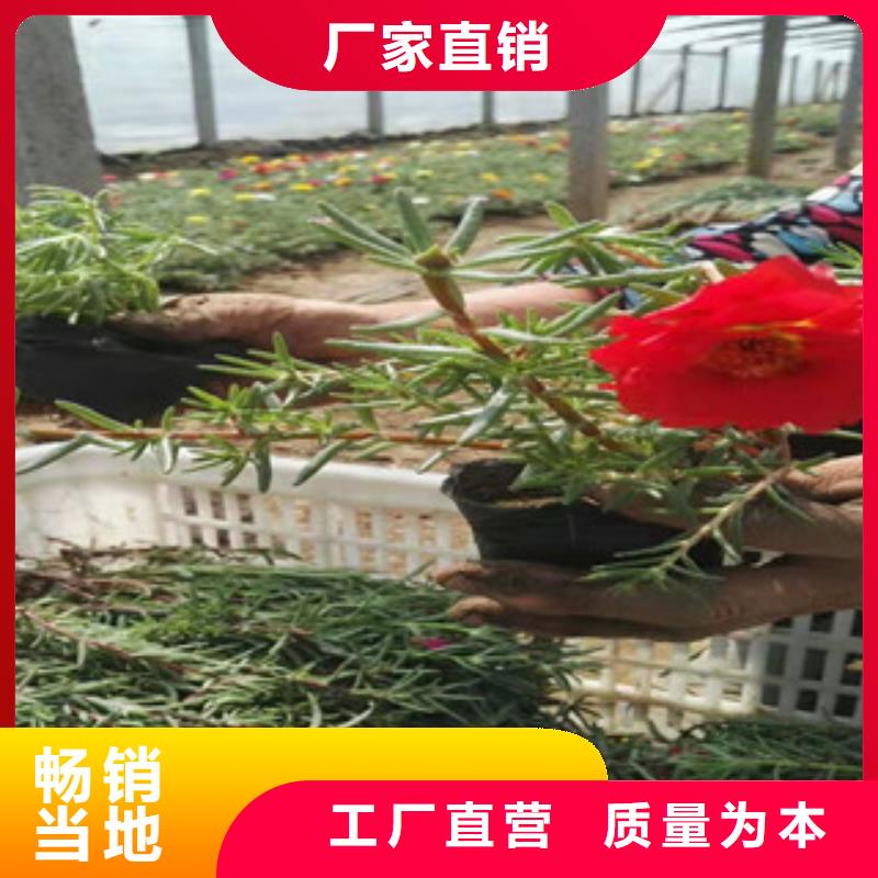 宿根花卉观赏草/蒲苇狼尾草一站式厂家